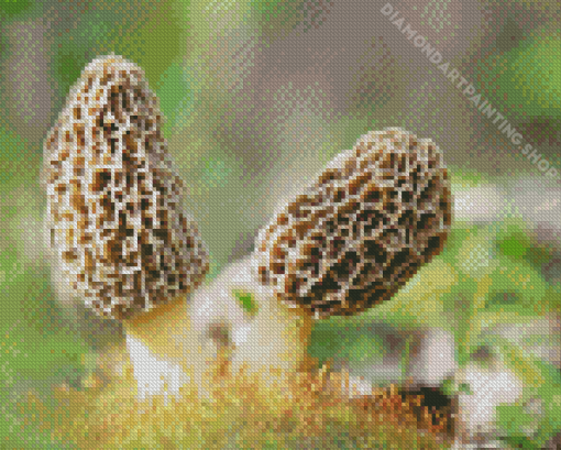 Morel Mushrooms Diamond Painting