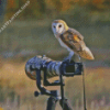 Owl Bird And Camera Diamond Painting