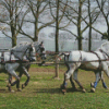 Percheron Horses Diamond Painting