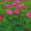 Pink Peony Officinalis Flowers Diamond Painting