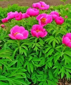 Pink Peony Officinalis Flowers Diamond Painting