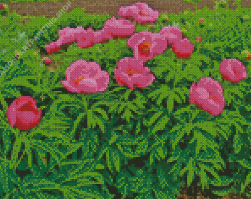 Pink Peony Officinalis Flowers Diamond Painting