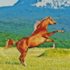 Rearing Horse Animal Diamond Painting