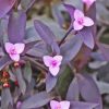 Setcreasea Pallida Purple Plant Diamond Painting