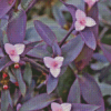 Setcreasea Pallida Purple Plant Diamond Painting