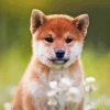 Shiba Inu Puppy Sitting In Flower Field Diamond Painting