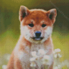 Shiba Inu Puppy Sitting In Flower Field Diamond Painting