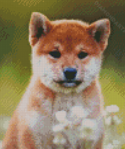 Shiba Inu Puppy Sitting In Flower Field Diamond Painting