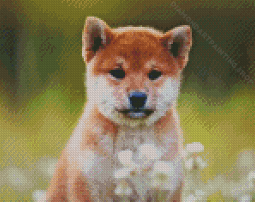 Shiba Inu Puppy Sitting In Flower Field Diamond Painting