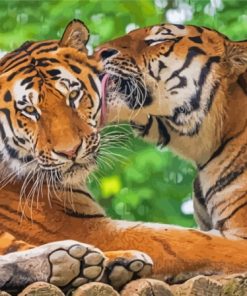 Tigers In Love In Jungle Diamond Painting