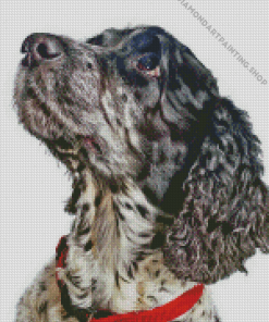 Black And White Spaniel Animal Diamond Painting