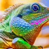 Colorful Iguana Saurian Diamond Painting