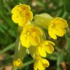 Cowslip Plant Diamond Painting