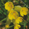 Cowslip Plant Diamond Painting