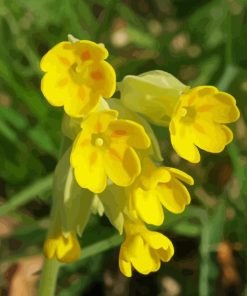 Cowslip Plant Diamond Painting