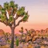 Joshua Tree National Park Diamond Painting