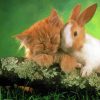 Lovely Cat And Bunny Diamond Painting