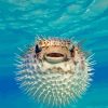 Puffer Fish Diamond Painting