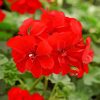 Red Geranium Diamond Painting