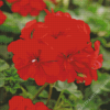 Red Geranium Diamond Painting