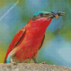 Southern Carmine Bee Eater Eating Wasp Diamond Painting