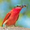 Southern Carmine Bee Eater Eating Wasp Diamond Painting