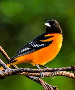 The Baltimore Oriole Bird Diamond Painting