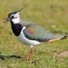 Aesthetic Lapwing Diamond Painting