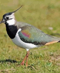 Aesthetic Lapwing Diamond Painting