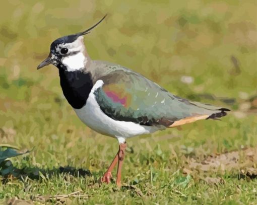 Aesthetic Lapwing Diamond Painting