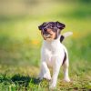 Fox Terrier Puppy In Grass Diamond Painting