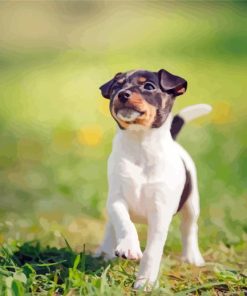 Fox Terrier Puppy In Grass Diamond Painting