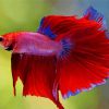 Red Betta Fish Diamond Paintings