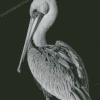 Black And White Pelican Bird Diamond Paintings