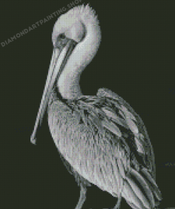 Black And White Pelican Bird Diamond Paintings