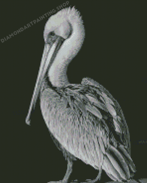 Black And White Pelican Bird Diamond Paintings