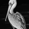 Black And White Pelican Bird Diamond Paintings