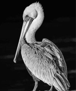 Black And White Pelican Bird Diamond Paintings