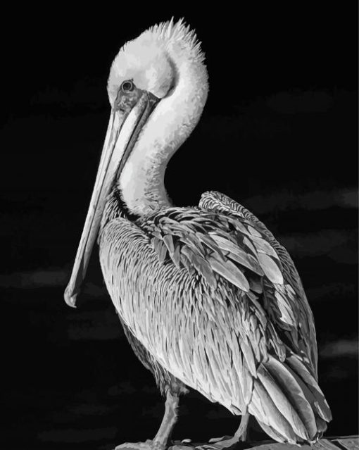 Black And White Pelican Bird Diamond Paintings