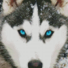 Husky Dog Diamond Paintings