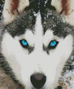 Husky Dog Diamond Paintings