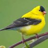 American Goldfinch Bird Diamond Paintings