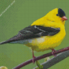 American Goldfinch Bird Diamond Paintings