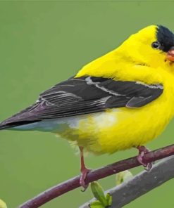 American Goldfinch Bird Diamond Paintings