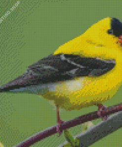 American Goldfinch Bird Diamond Paintings