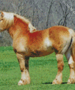 Belgian Horse Animal Diamond Paintings