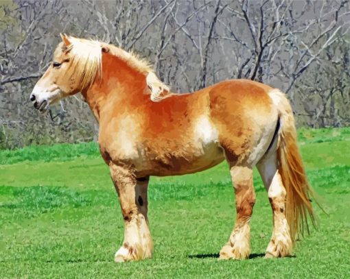 Belgian Horse Animal Diamond Paintings