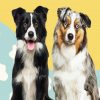 Australian Shepherd Diamond Paintings