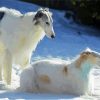 Borzoi Dogs Diamond Paintings