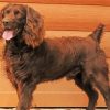 Boykin Spaniel Dog Diamond Paintings